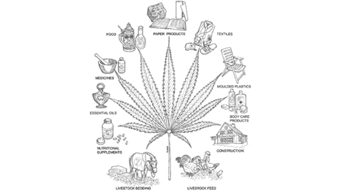 Marijuana-e-benessere2